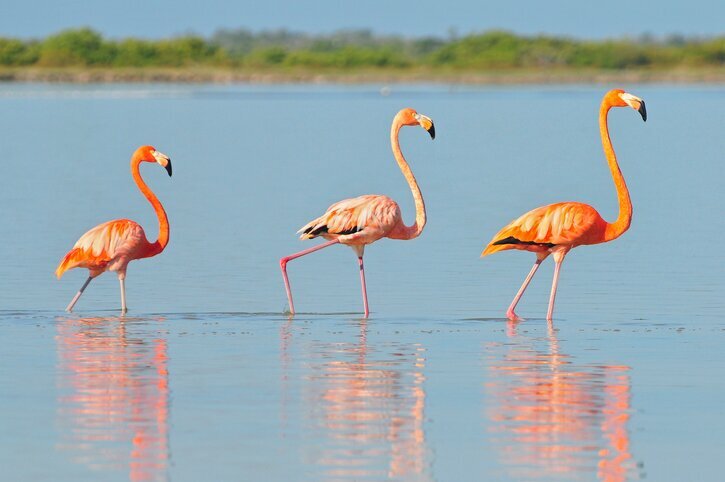 Flamingo at Ría Lagartos Reserve
