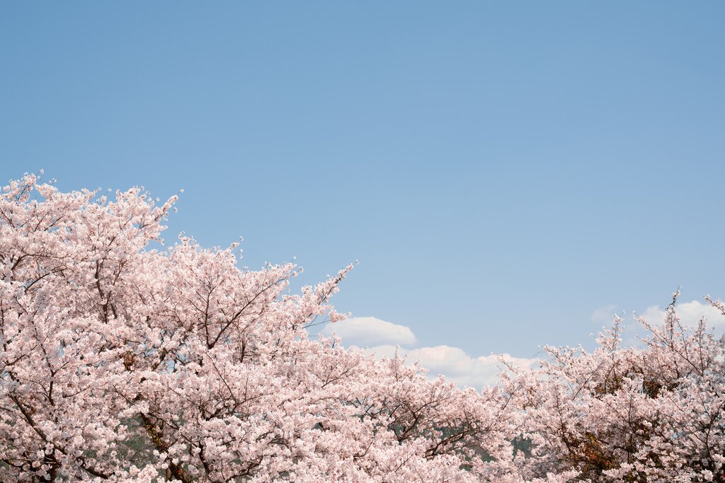 Visit Nami Island for Cherry Blossoms