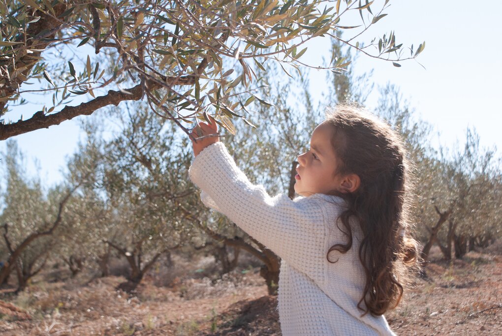 Enjoy a trip to an ancient olive press and its stunning surroundings