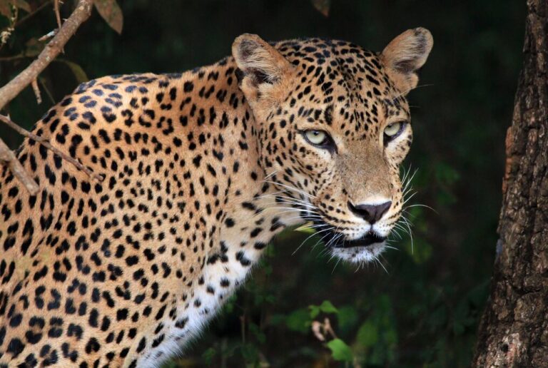 11 Days in Sri Lanka - 4 Unique Itinerary Ideas