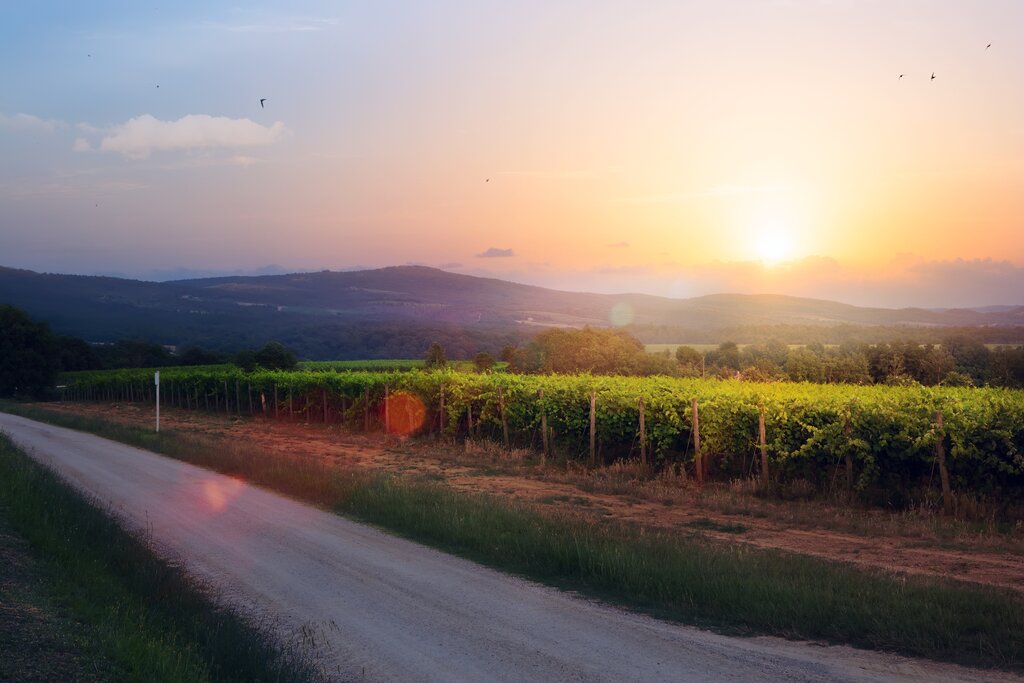 The Urtiel-Requena wine region