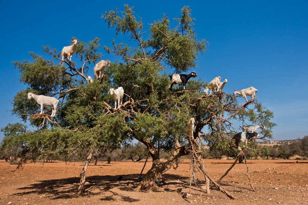 Goats on Argan trees in Morocco