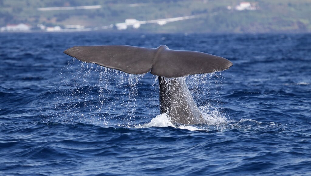 São Miguel - Azores