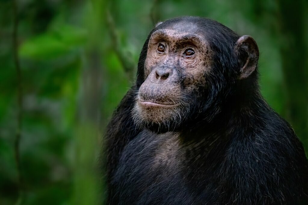 See eastern chimpanzees in the wilds of Uganda
