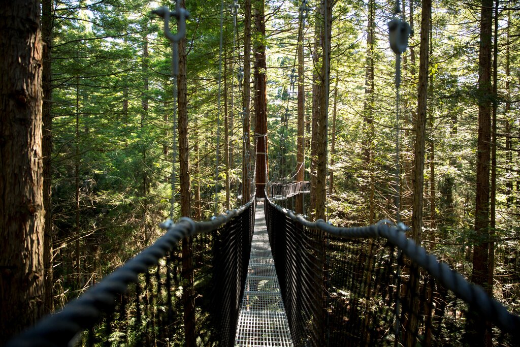 Rotorua Canopy Tours