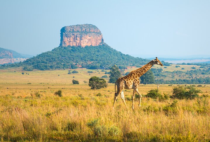 Big 5 Sunset Game Drive