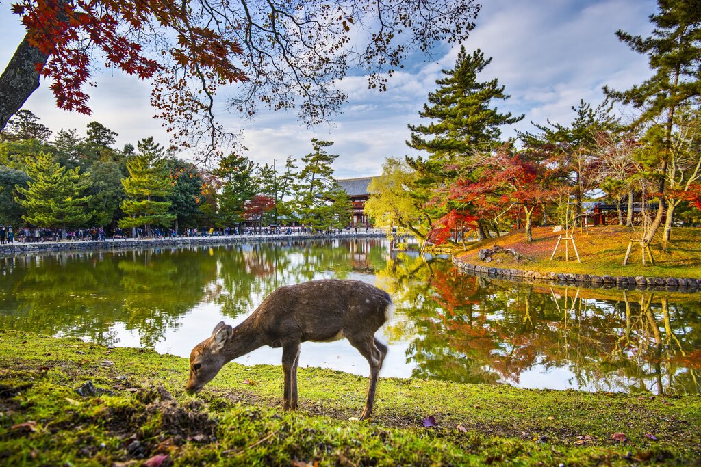 Deer in Nara
