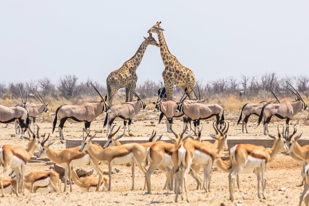 Giraffes on Namibia Safari