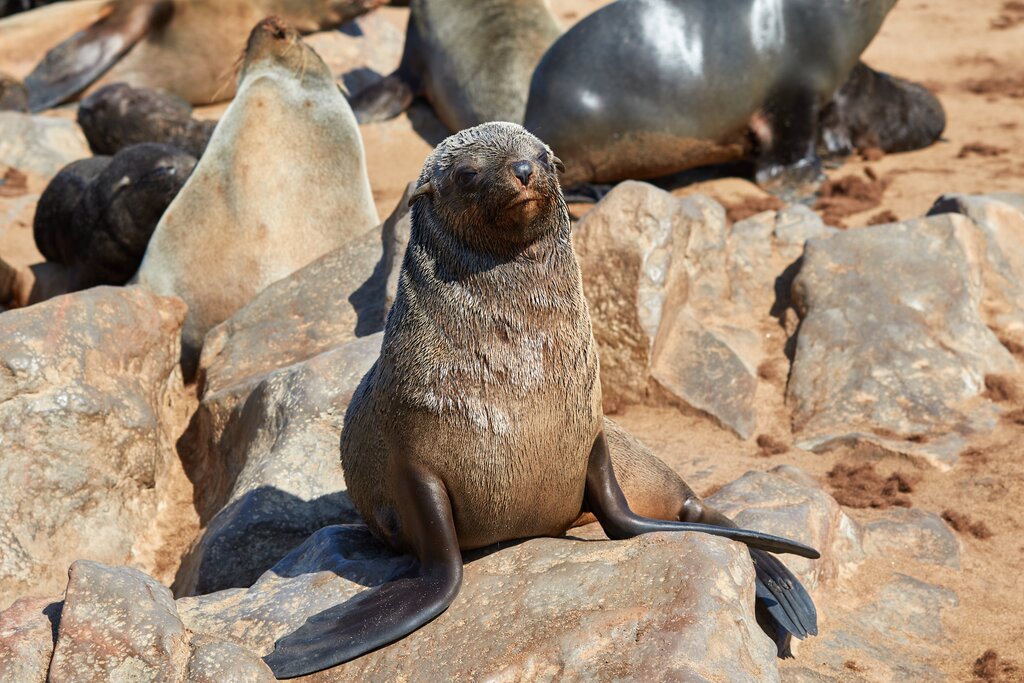 South African Seal