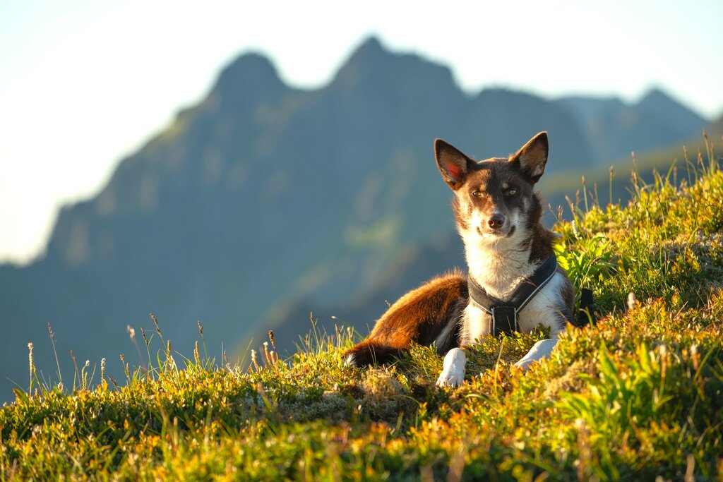 Hike with your own adorable husky