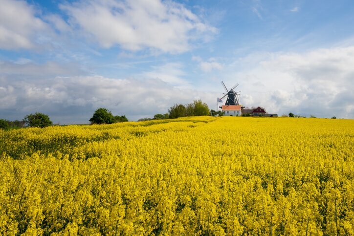 Pass golden rapeseed fields and traditional windmills near Malmö