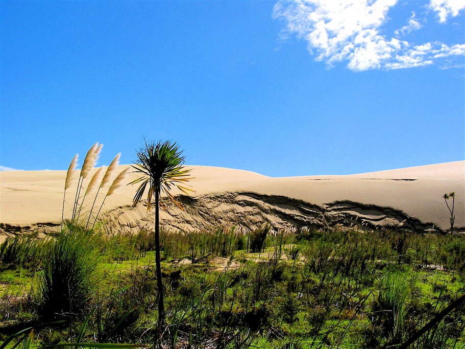 Surf down the sand dunes at Te Paki Stream Reserve