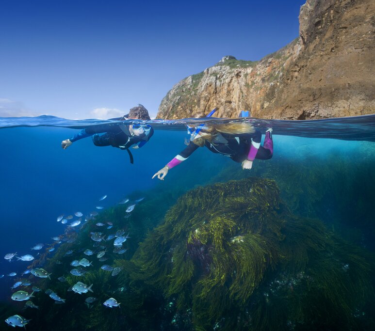 Bay of Islands Snorkel Tour