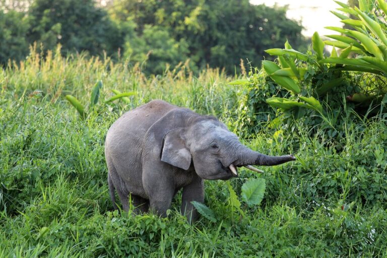Off the Beaten Path in Malaysian Borneo - 14 Days