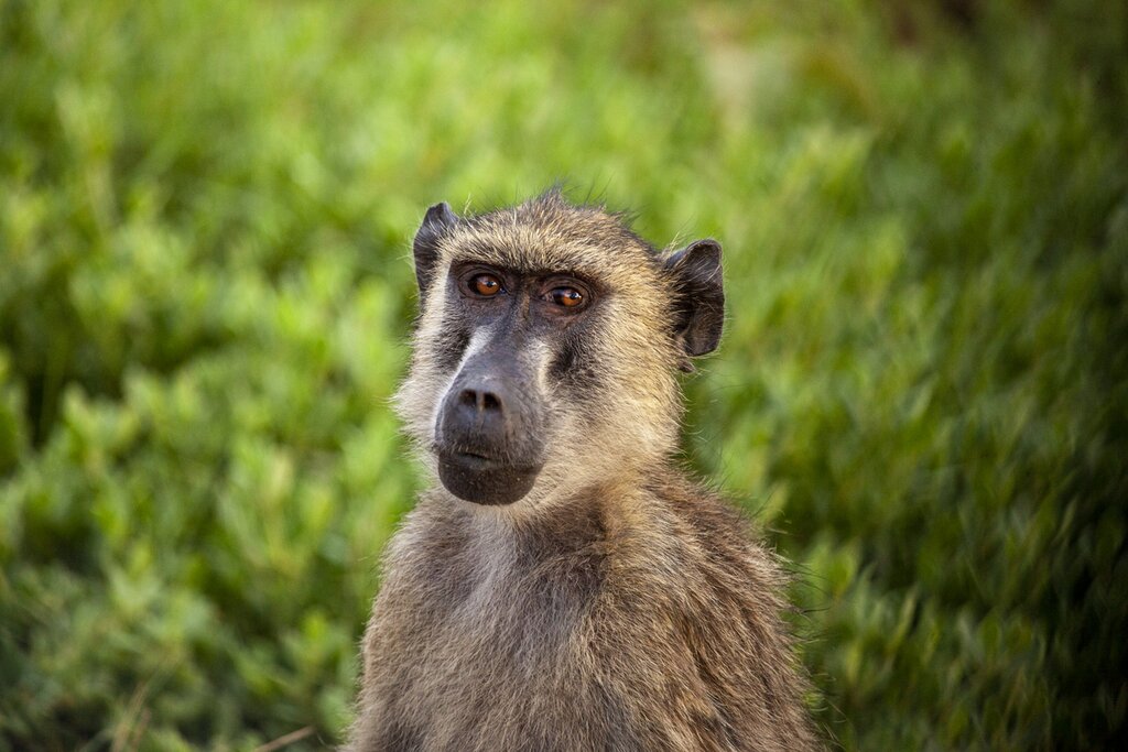 Baboons in Kenya