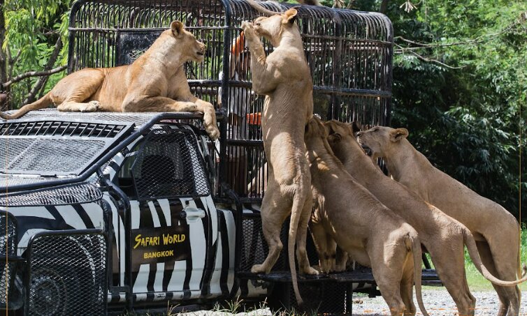 Safari World & Marine Park Full-Day Tour
