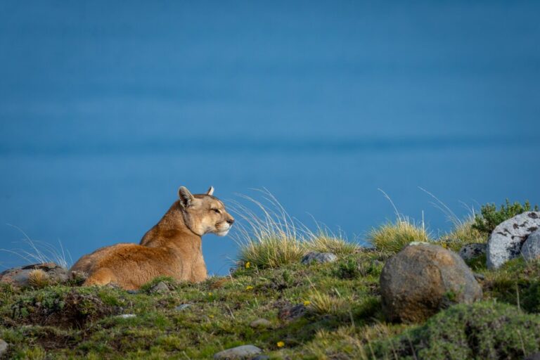 Patagonia Wildlife & Photography Tour - 15 Days