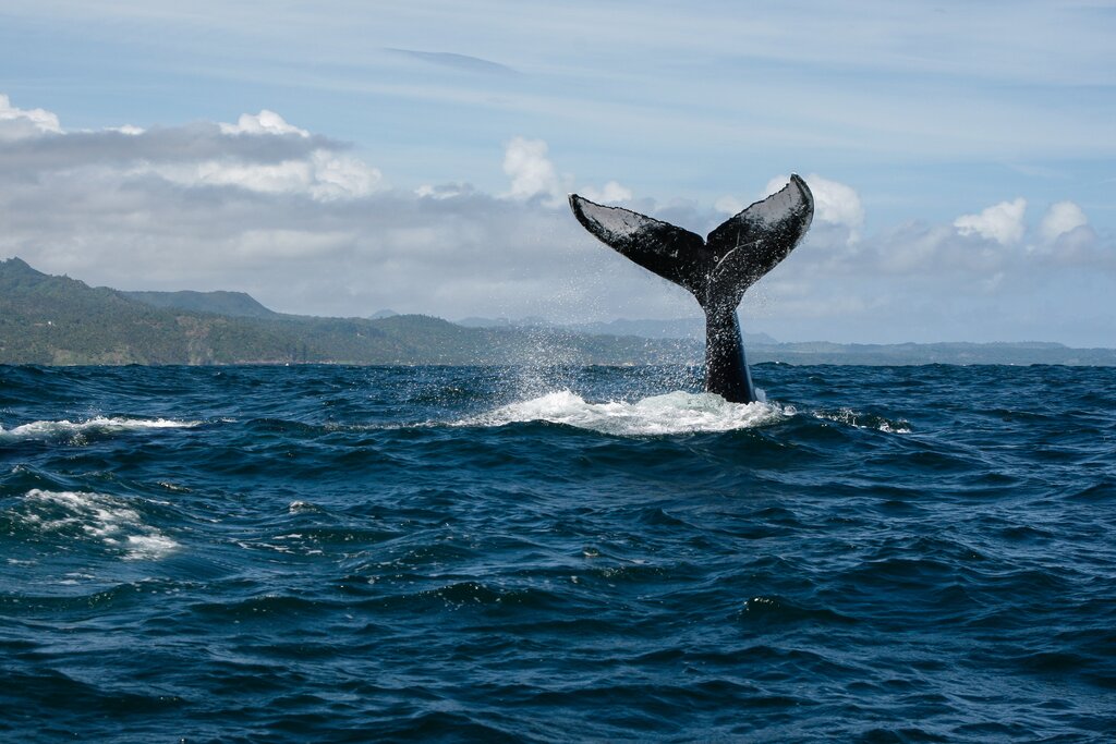 Enjoy outdoor adventures like whale watching in the Dominican