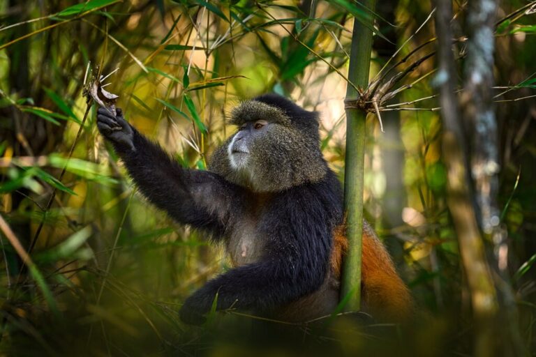 Uganda's Hidden Gem: Mgahinga National Park - 5 Days
