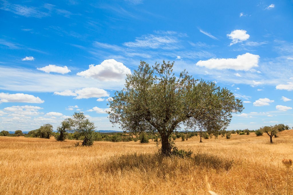Olive Trees Plantation Landscape in Alentejo, Portugal