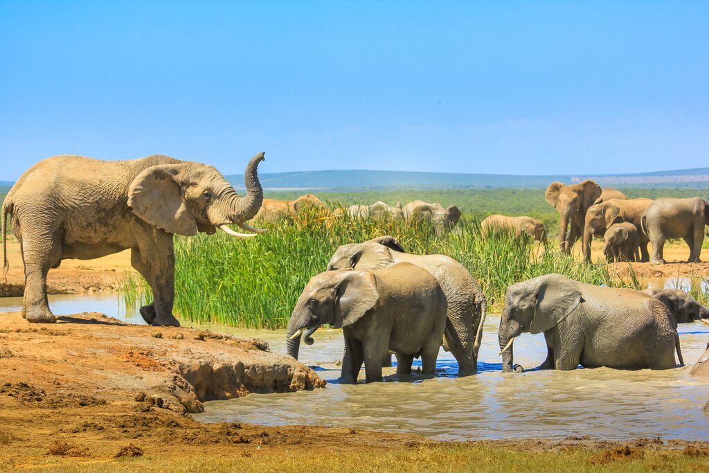Elephants at a watering hole in Addo National Park
