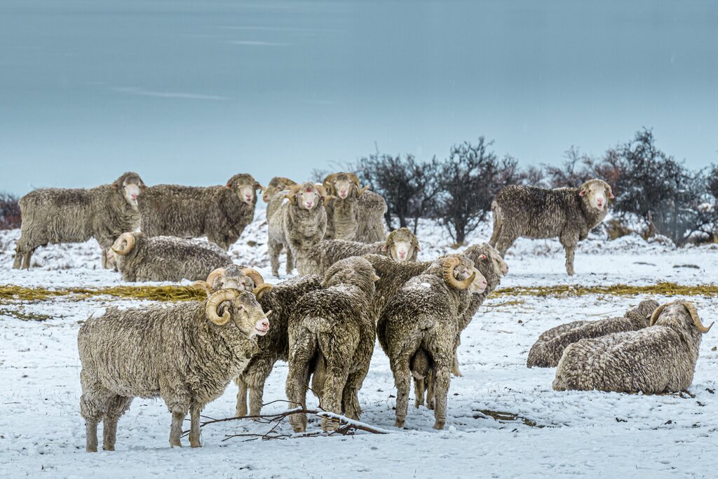 Braemar Station Backcountry Tour