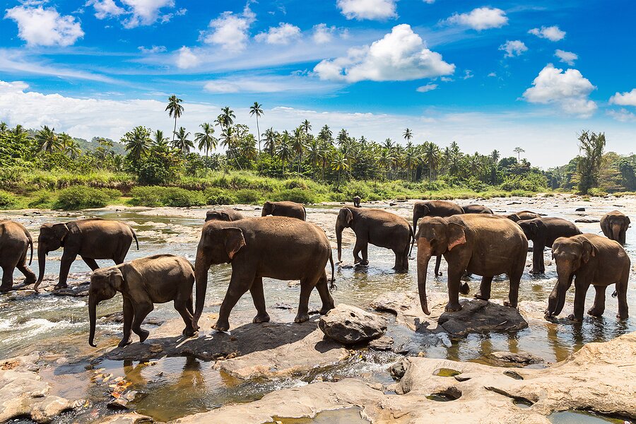 A gathering of elephants in Minneriya National Park