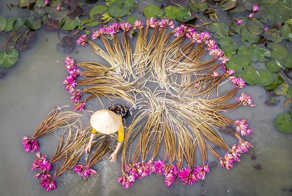 Locals harvesting lotus flowers in the Mekong Delta