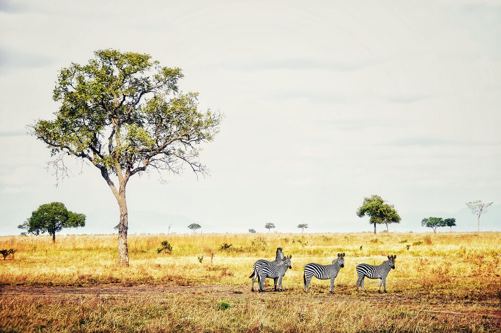 Discover the wildlife of southern Tanzania with game drives and safari adventures