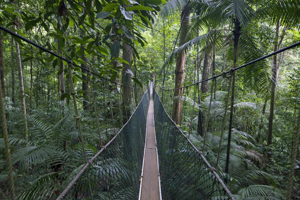 Taman Negara (Teresek Hill, Canopy Walk & Lata Berkoh)