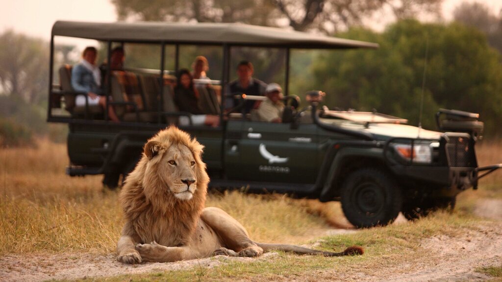 See lions in the Okavango Delta