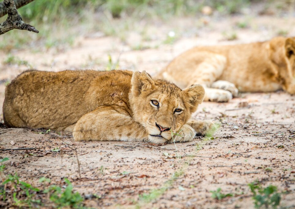 See exotic animals on a bushwalk