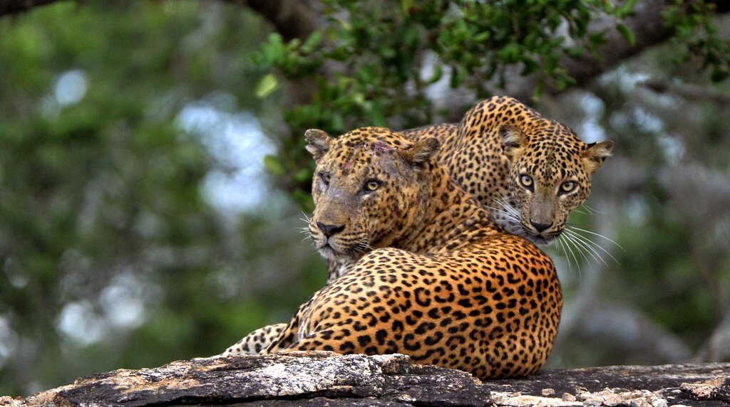 Keep an eye out for the elusive Sri Lankan leopard