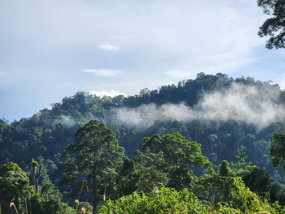 Fog at Danum Valley Rainforest in Lahad Datu