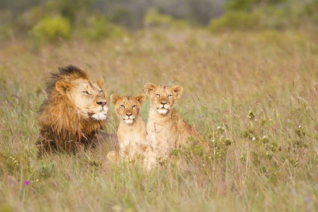 Treat your family to a week of Cape Town fun mixed with the ultimate safari adventure