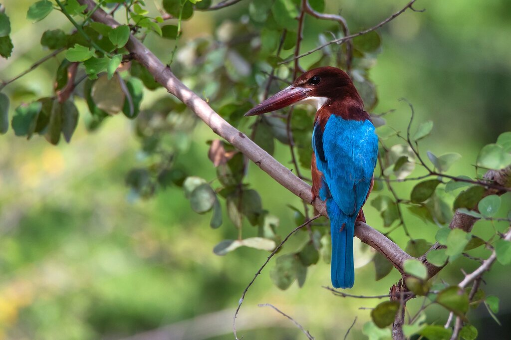 Look for Sri Lanka's colorful kingfisher