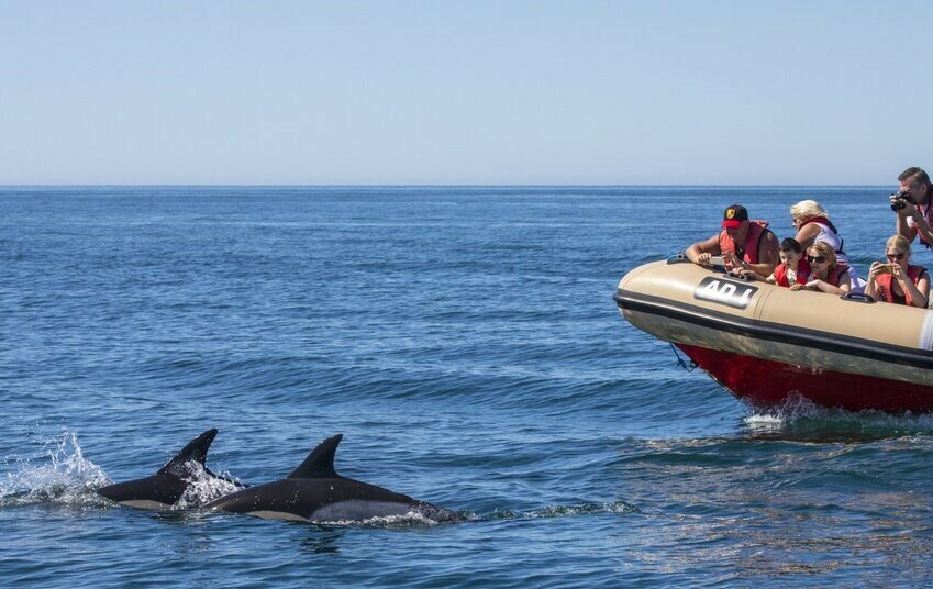 Dolphins Watching - From Punta Arenas