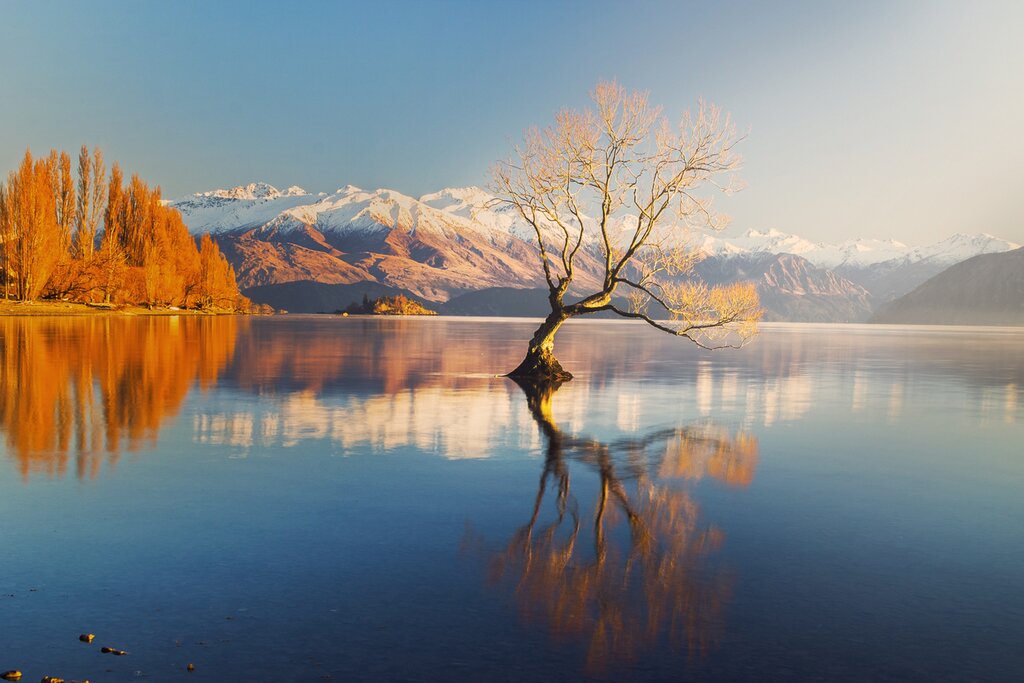 The Lonely tree of Lake Wanaka, South Island, New Zealand, at the morning light and the snow clad Buchanan Peaks at the Backdrop