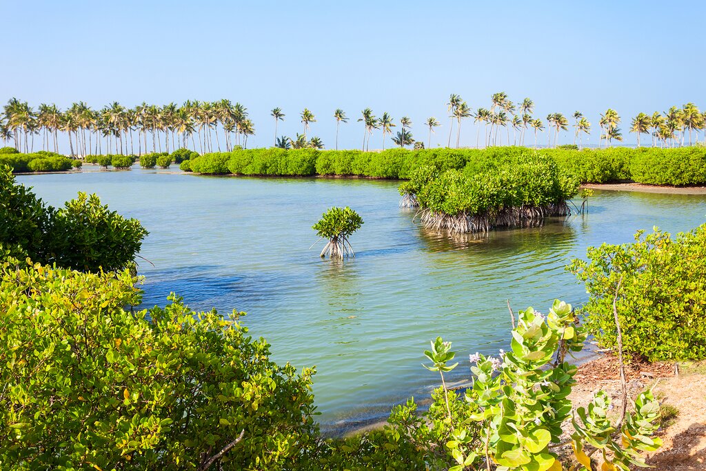 Biodiverse mangrove swamps in Kalpitiya