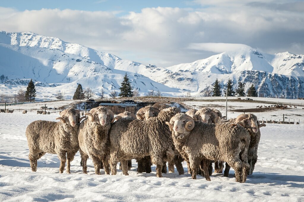 Spot sheep in the snow-covered farmland of New Zealand's South Island