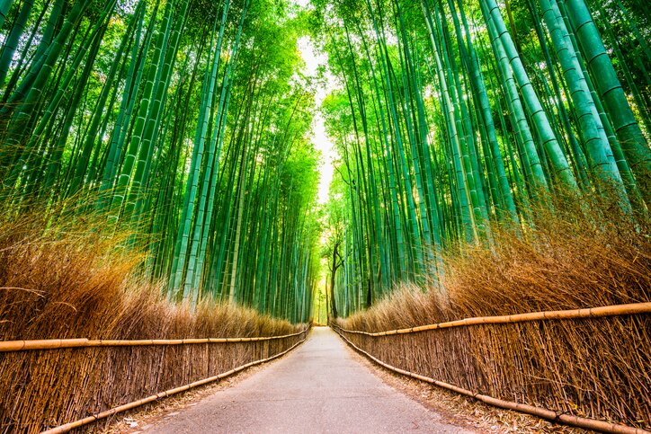 Beautiful Landscapes in Arashiyama