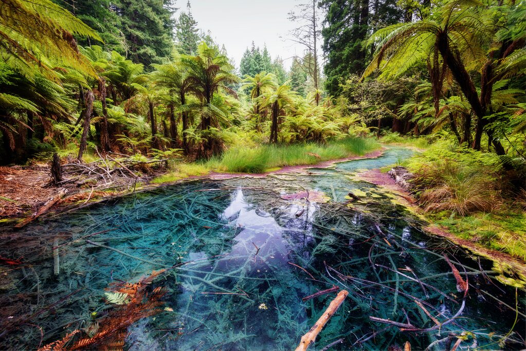 Finish the trip in Rotorua where you can explore geothermal activity and redwood forests