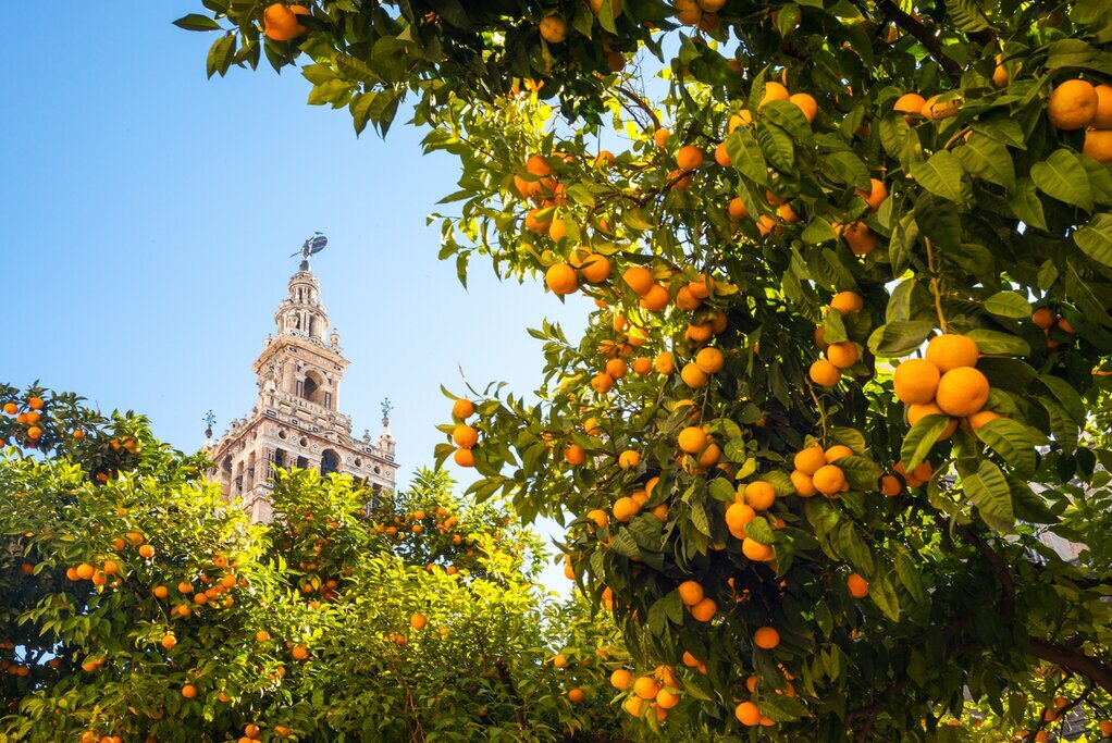 Seville's cathedral in background
