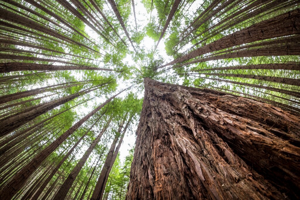 Rotorua's towering redwood forest