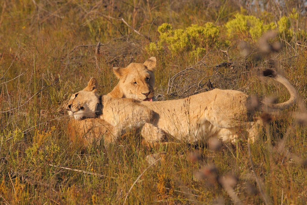 Two young female lions hanging out in Botlierskop Game Reserve. One is resting its head on the other's side, while the other grooms her friend