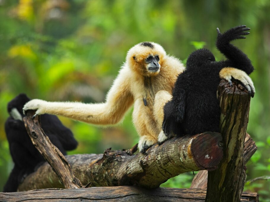 Family Day At The Gibbon Rehabilitation Project