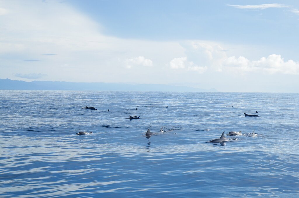 Whale shark and dolphin watching