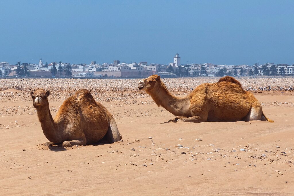 Group of camels resting near Essaouira
