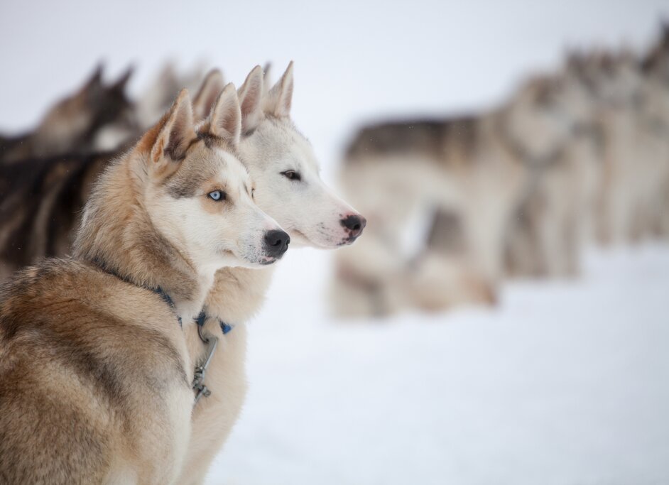 Dog sledding with Alaskan huskies