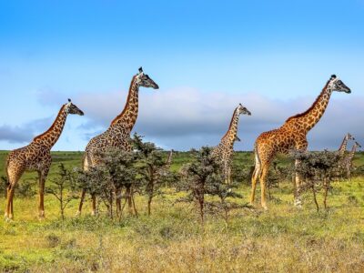 A Herd Of Giraffes In The African Savannah . Serengeti National